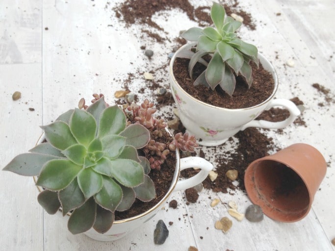 DIY teacup planter full tutorial
