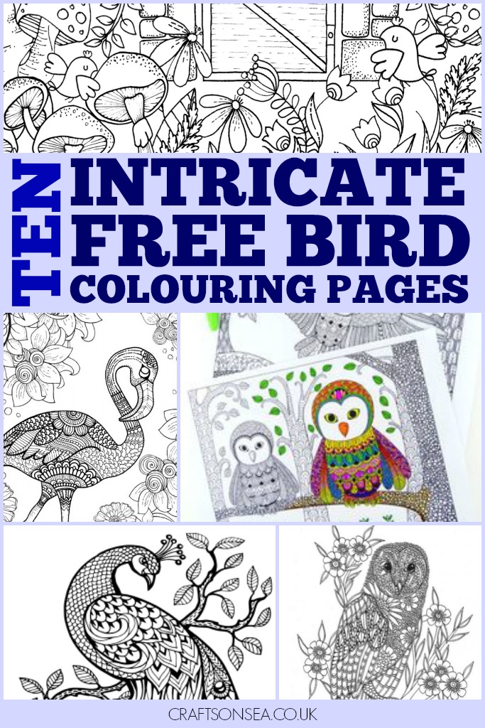 bird colouring pages