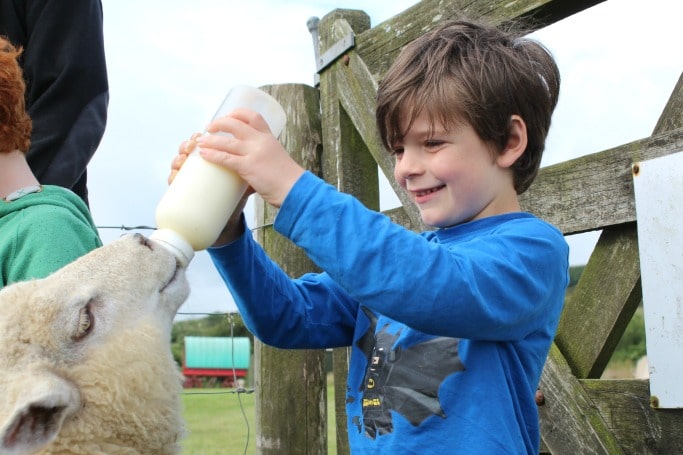 boswarthen farm review feeding sheep