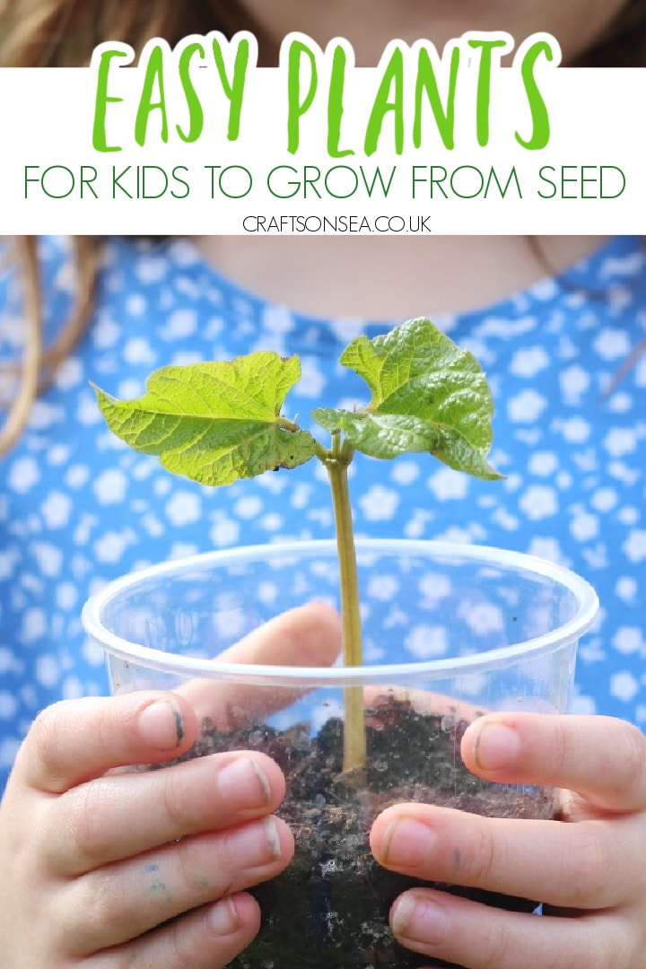 easy plants to grow from seed