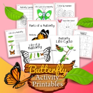 butterfly activities