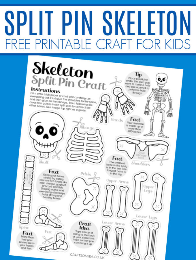 split pin skeleton printable free template