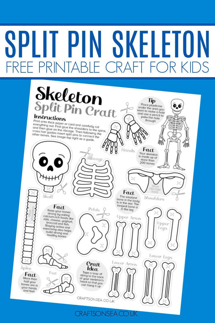 split pin skeleton printable free template
